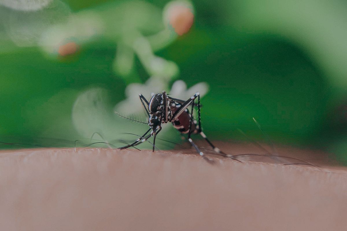 Mosquito landing on skin, a summer pressure across the HEB cities