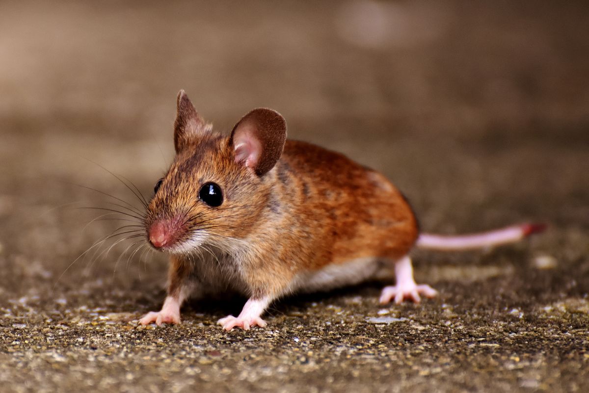 House mouse on a concrete surface, the kind of rodent that moves indoors in fall