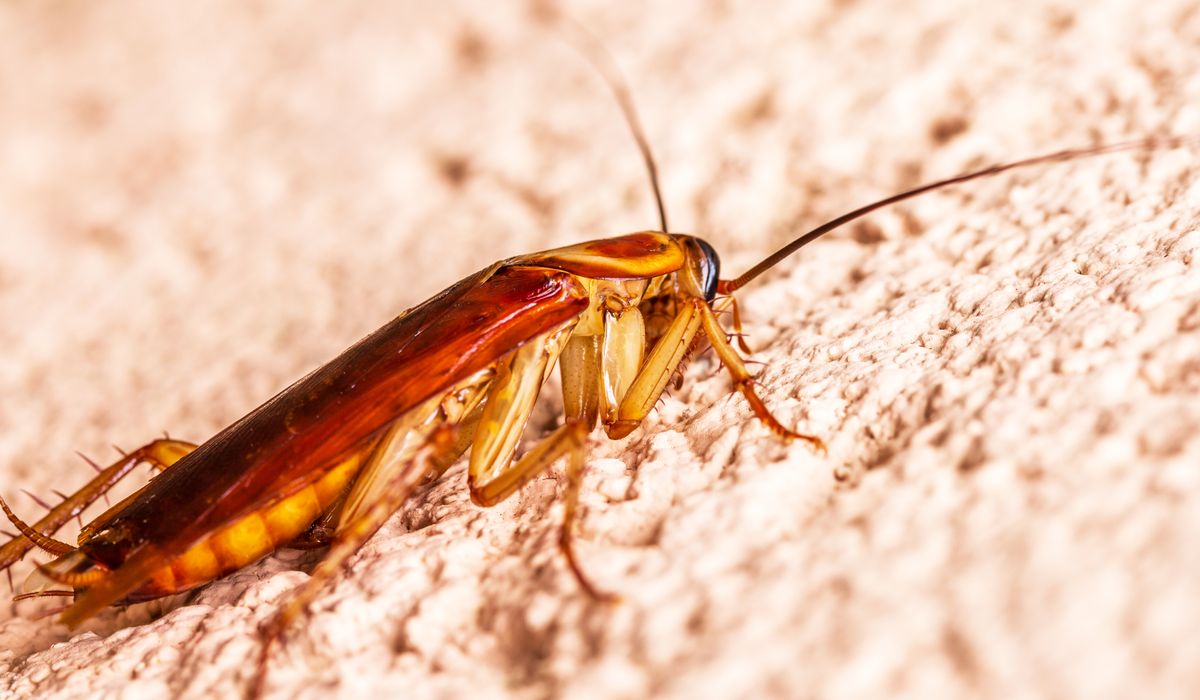 Close view of a cockroach on a textured wall