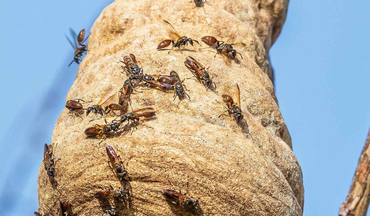 Paper wasps crawling on their nest against a blue sky